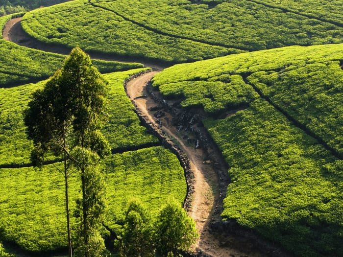 Nuwara Eliya